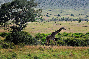 MASAI MARA RESERVE
