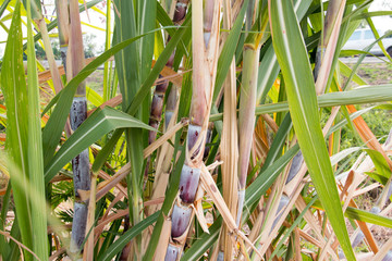 Obraz premium group of cane and field with sky and water