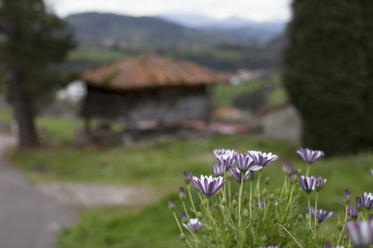 Flowers and h&oacute;rreo