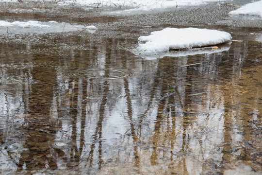 Melt water in early spring forest with reflections of trees and circles on the water.