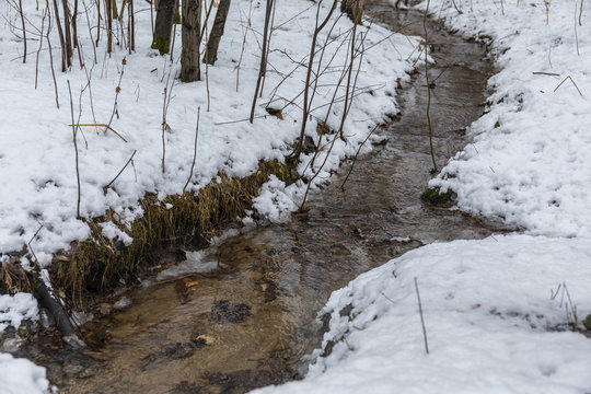 Creek in early spring forest. Nature landscape