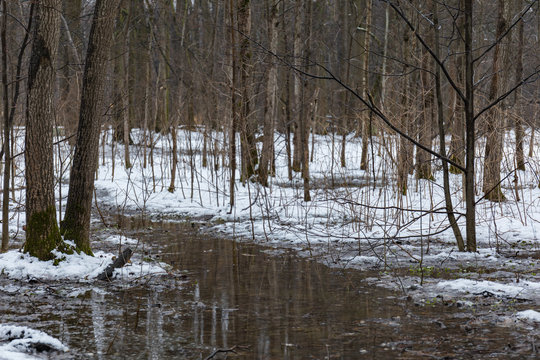 Melt water in the spring forest. Green moss under last snow.