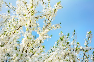 Blossoming Cherry Brunch