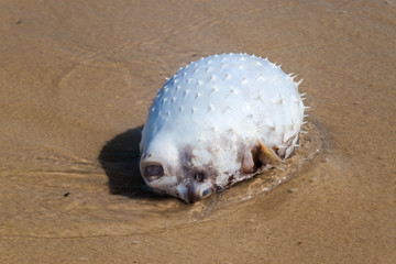 Dead pufferfish on a beach