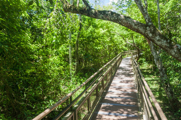 Fototapeta premium Visitor path in Iguazu National Park in Argentina