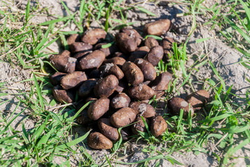 Droppings of capybara, Nature Reserve Esteros del Ibera, Argentina