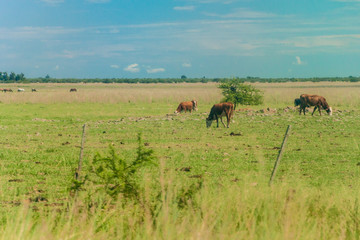 Herd of cows in Argentina