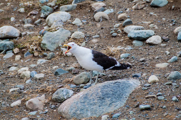 Kelp gull (Larus dominicanus) on Isla Magdalena, Chile