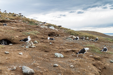 Fototapeta na wymiar Kelp gulls (Larus dominicanus) on Isla Magdalena, Chile