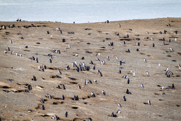 Fototapeta na wymiar Colony of Magellanic Penguins (Spheniscus magellanicus) on Isla Magdalena in the Strait of Magellan, Chile.