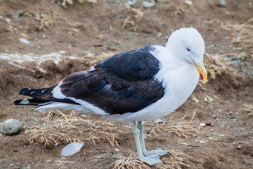Kelp gull (Larus dominicanus) on Isla Magdalena, Chile