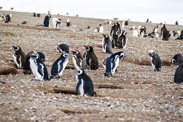 Obraz premium Colony of Magellanic Penguins (Spheniscus magellanicus) on Isla Magdalena in the Strait of Magellan, Chile.
