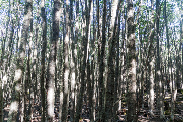 Forest near Ushuaia, Tierra del Fuego island, Argentina