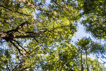 Forest near Ushuaia, Tierra del Fuego island, Argentina