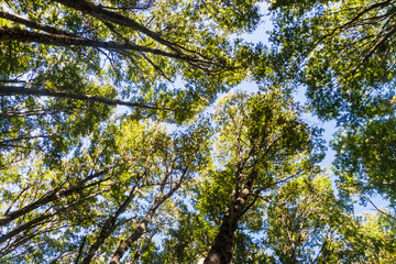 Forest near Ushuaia, Tierra del Fuego island, Argentina