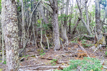 Forest near Ushuaia, Tierra del Fuego island, Argentina