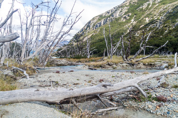 Dead forest (caused by beavers) in Tierra del Fuego, Argentina