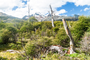 Fototapeta na wymiar Nature in Tierra del Fuego, Argentina