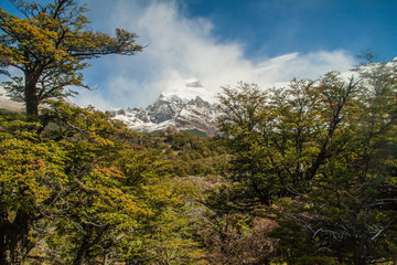 Obraz na płótnie Canvas Forest in National Park Los Glaciares, Patagonia, Argentina