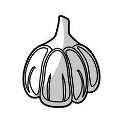 garlic food nutrition - shadow vector illustration eps 10