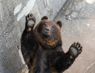 Naklejka premium Brown bear raising up hand