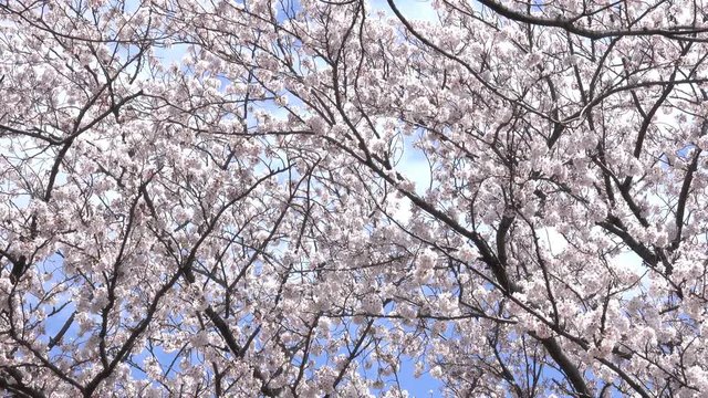 4K・桜の木々と青空_4-306