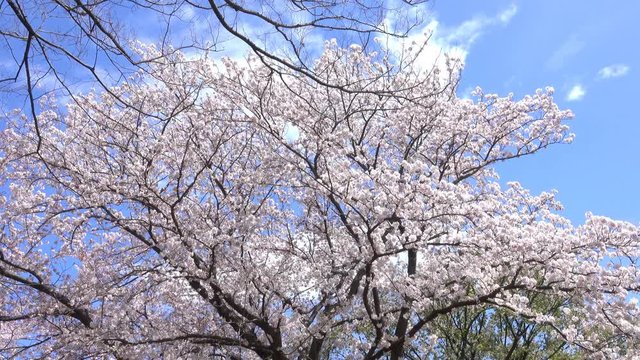 4K・桜の木々と青空・右パン_4-308