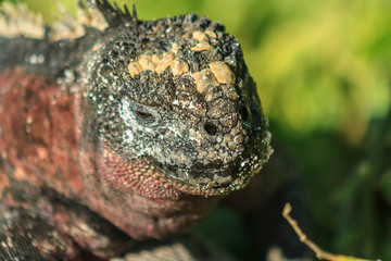 Iguana
