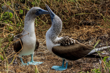 Blue footed Booby