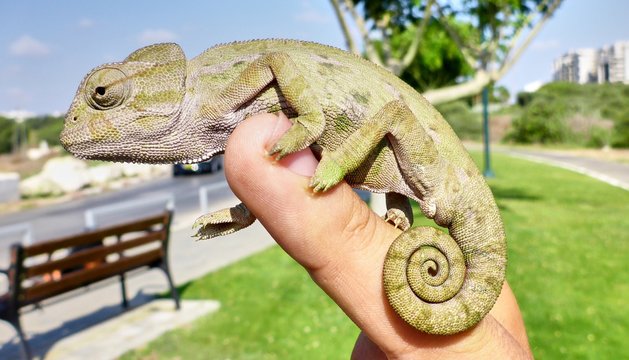 Cute Small Chameleon Sitting On A Hand