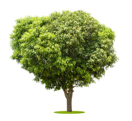 Fototapeta premium mango trees isolated on white background