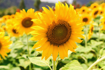Obraz premium closeup sunflower of field in garden
