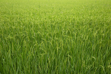 rice paddy , Paddy field