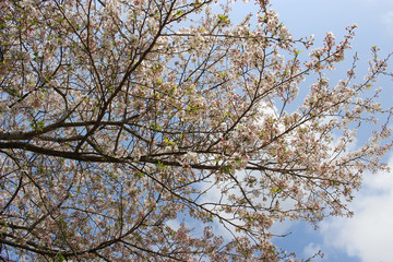 青空、白い雲と桜