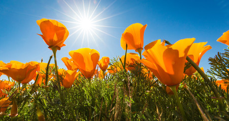 California Golden Poppies against a blue sky