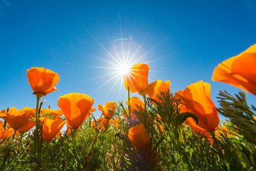 California Golden Poppies against a blue sky