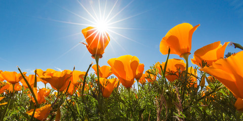 California Golden Poppies against a blue sky