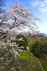 彦根城の城郭と桜