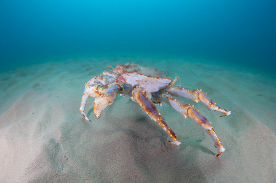 king crab in the deep sea