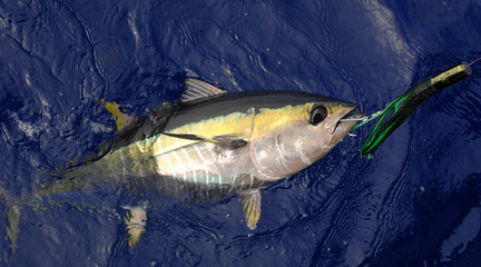 Yellowfin Tuna with lure in mouth off shore of California 