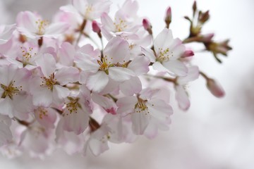 SAKURA