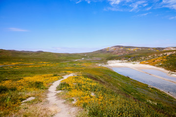 California Wildflowers Carrizo Plains