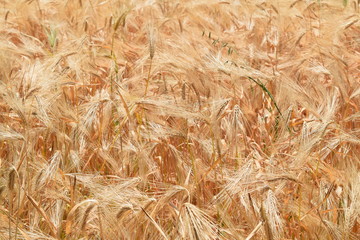 wheat background texture
