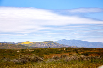 Fototapeta premium California Wildflowers Carrizo Plains