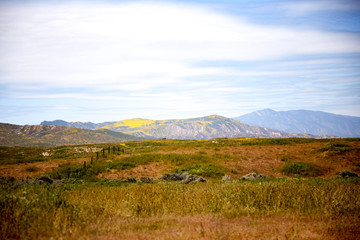 California Wildflowers Carrizo Plains