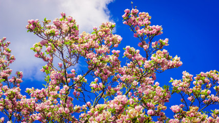 Pink magnolia tree blossom. magnolia flower