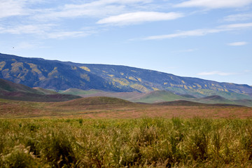 California Wildflowers Carrizo Plains
