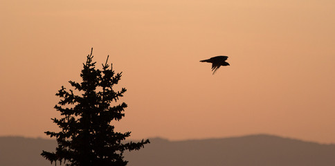 Lone backlit Hawk flying at sunrise on Sykes Ridge in the Pryor Mountains in Wyoming USA