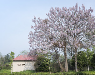Fower tree and house