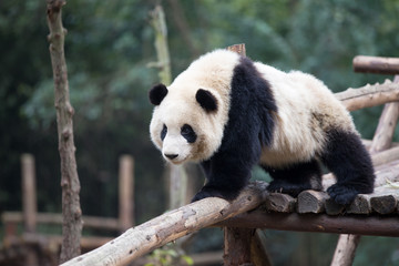 panda in park